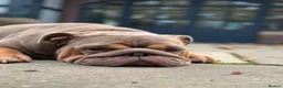 English Bulldog dogs for sale: Female English Bulldog  - Advert 1
