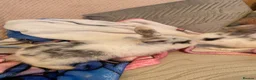 Mixed Breed rabbits for sale: Baby rabbits for sale ready now in Redditch - Advert 4