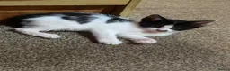 Mixed Breed cats for sale: Four adorable, cuddly kittens - Advert 6