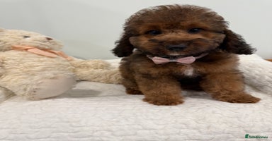 Cockapoo dogs - Advert 5