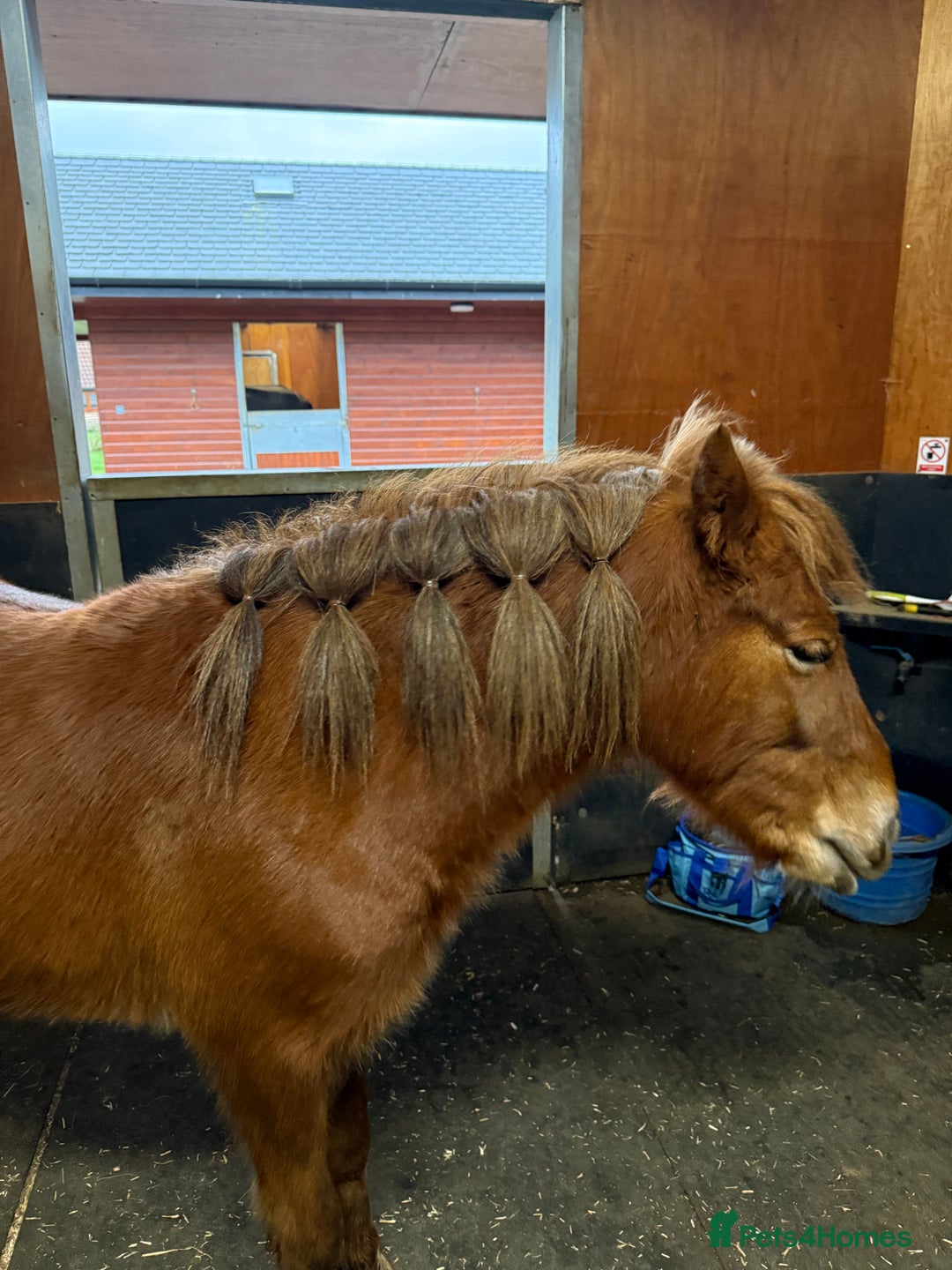 Dartmoor horses for sale: Gorgeous super friendly Dartmoor Pony - Advert 5