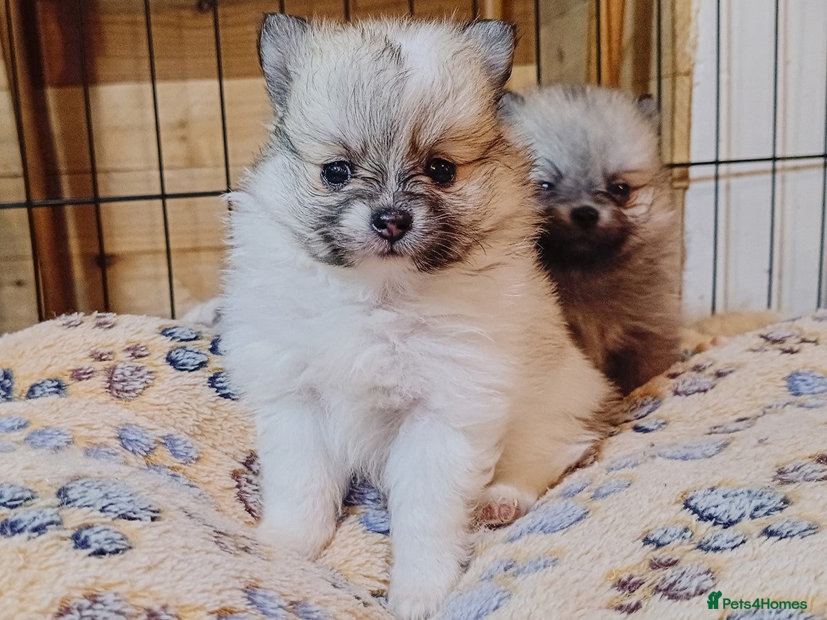 Pomeranian dogs 1 girl left - KC registered pomeranian puppies - Advert 11