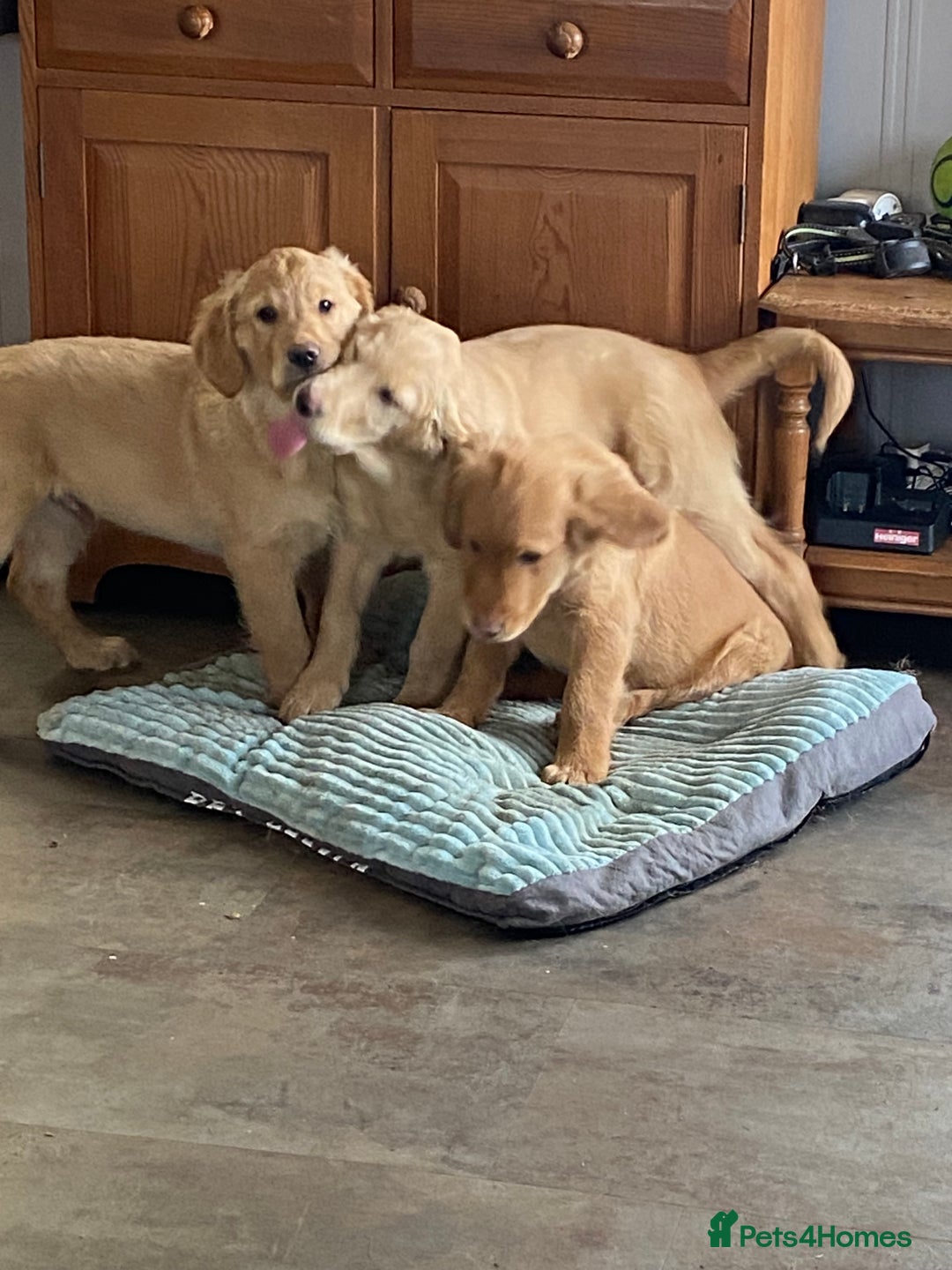 Golden Retriever dogs for sale: Golden retriever puppies  - Advert 10