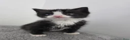 Ragdoll cats for sale: Black & White Ragdoll Kitten - Advert 4
