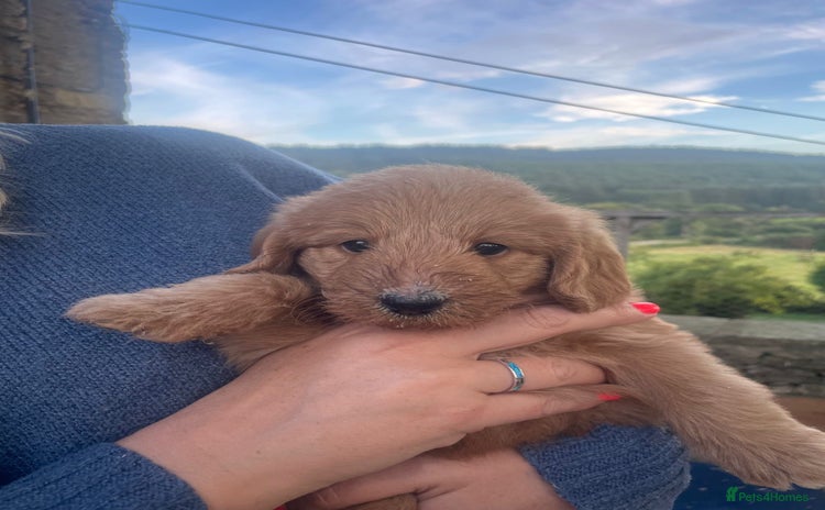 Aussiedoodle dogs - Advert 1