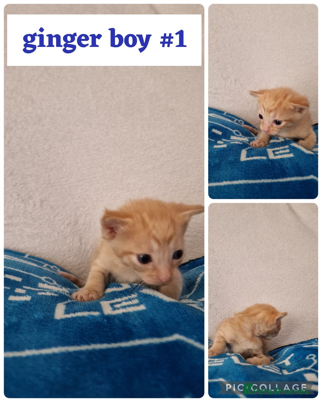 Maine Coon cats for sale: Mainecoon cross kittens - Image 12