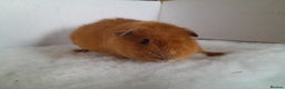 Guinea Pig rodents for sale: Teddy Guinea Pig Boars - Advert 3