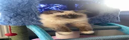 Ragdoll cats for sale: Beautiful Ragdoll  - Advert 10