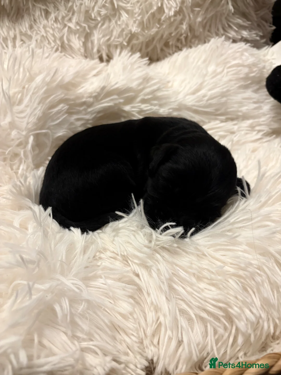 Cockerdor dogs for sale: Cockedor Puppies - Advert 2