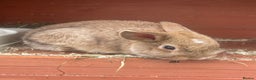 Mixed Breed rabbits for sale: 3 male baby rabbits 12 weeks old - Advert 6