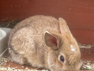 Mixed Breed rabbits 3 male baby rabbits 12 weeks old - Advert 6