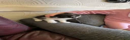 Mixed Breed cats for sale: Gorgeous boy - Advert 3