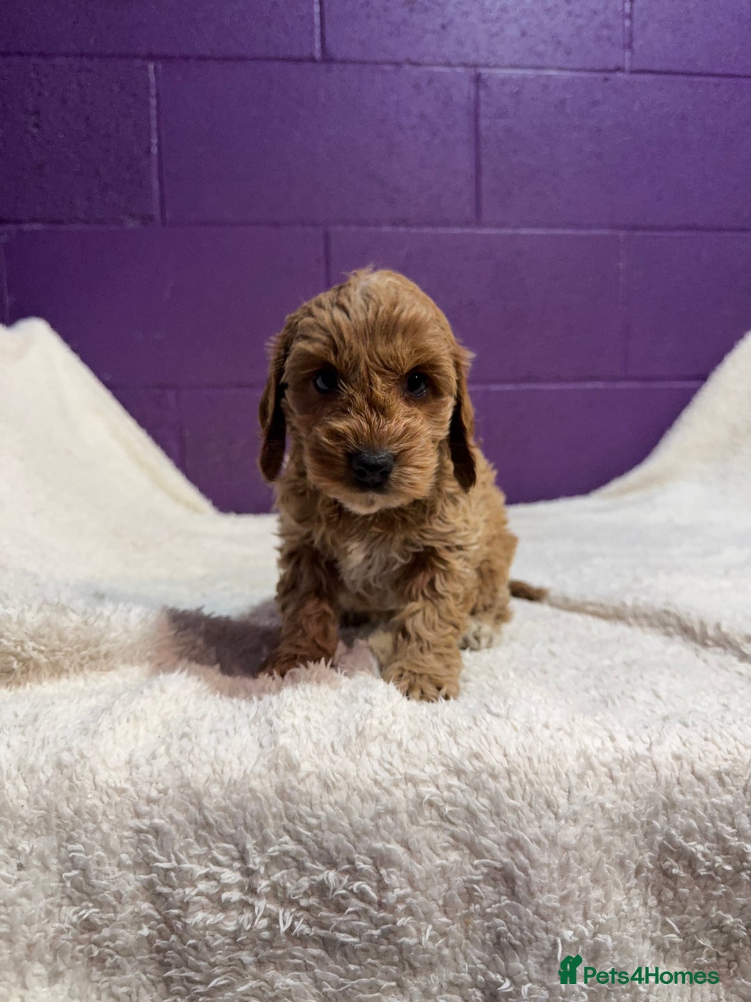 Cockapoo dogs for sale: Gorgeous F1 Cockapoo puppies! - Advert 2