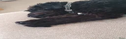 Schnoodle dogs for sale: Mother & adult Son reluctant sale  - Advert 5