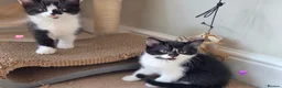 Mixed Breed cats for sale: Two sweet girls looking for their loving home in Grays - Advert 7