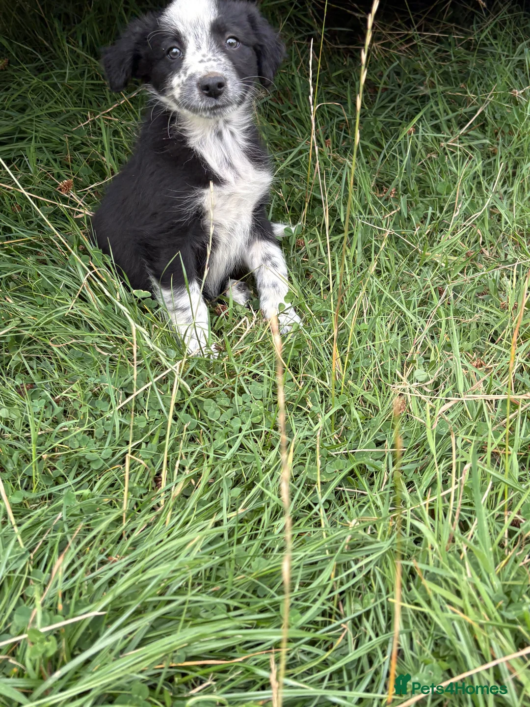 Mixed Breed dogs for sale: Collie pups  in Oswestry - Advert 2