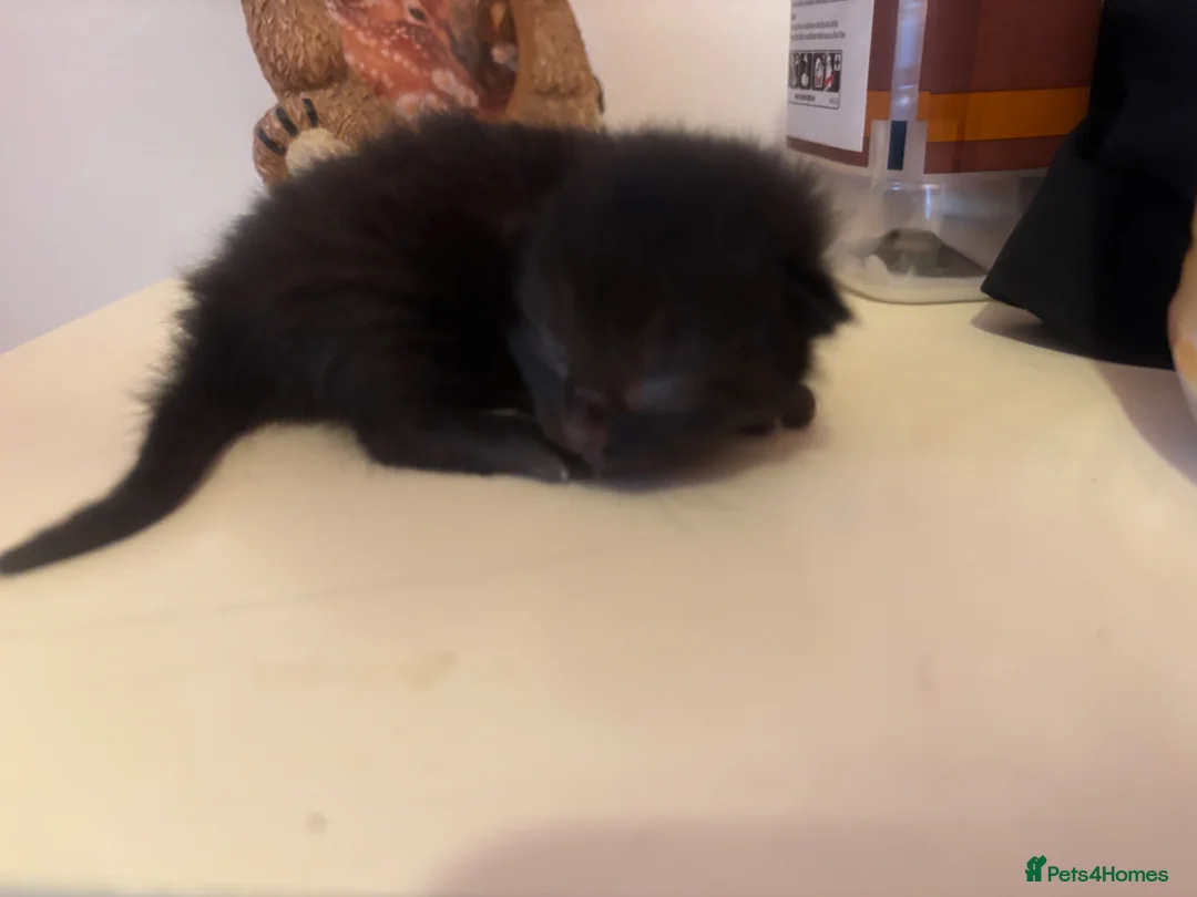 Mixed Breed cats for sale: Half ragdoll kittens for sale  - Advert 2