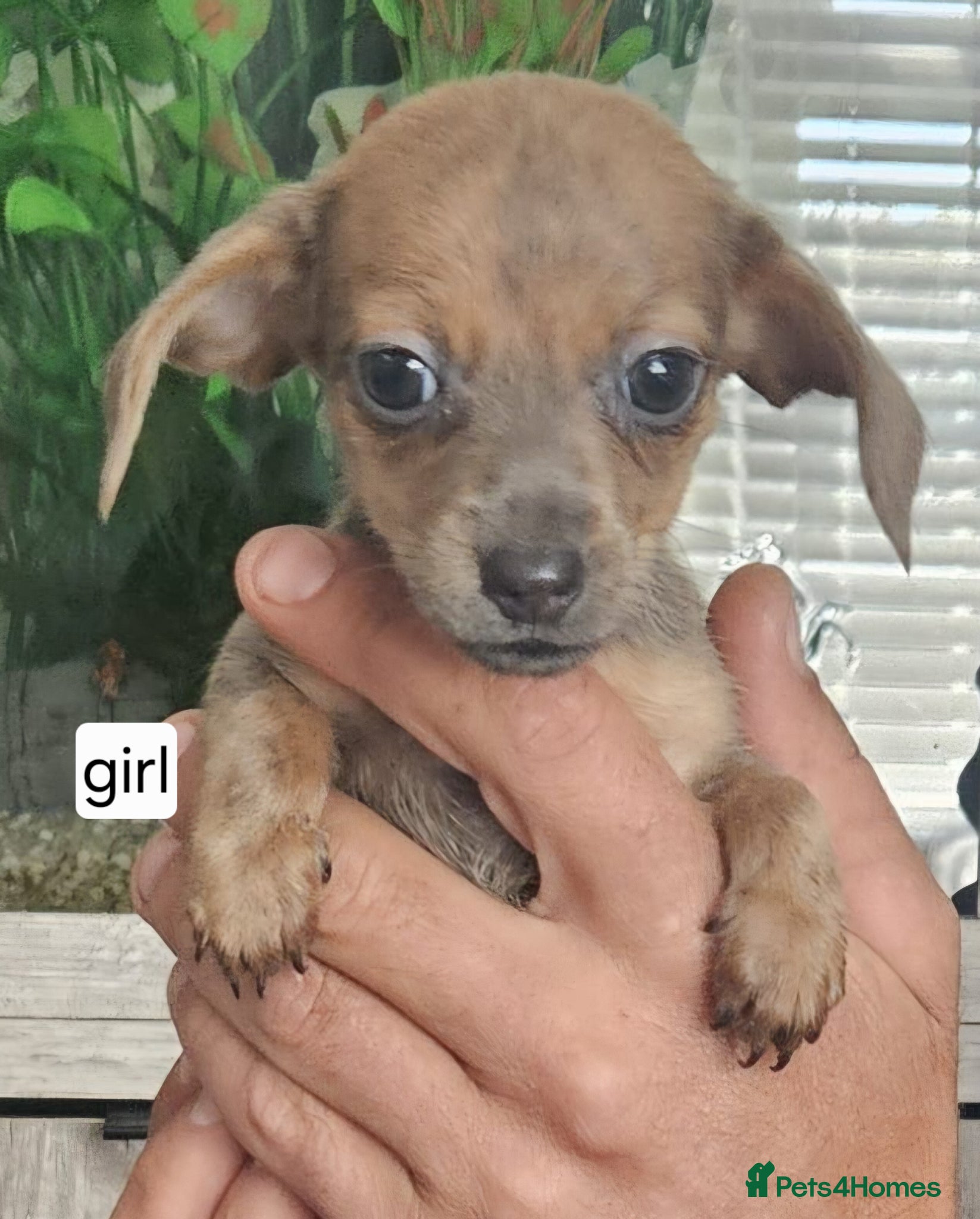 Chiweenie dogs Chiweenies looking for their forever home - Advert 14