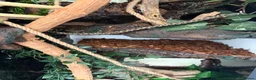 Mixed Breed rodents for sale: Breeding pair of dormice and custom enclosure  - Advert 5