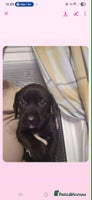 Mixed Breed dogs Stunning pups looking for new home - Advert 2
