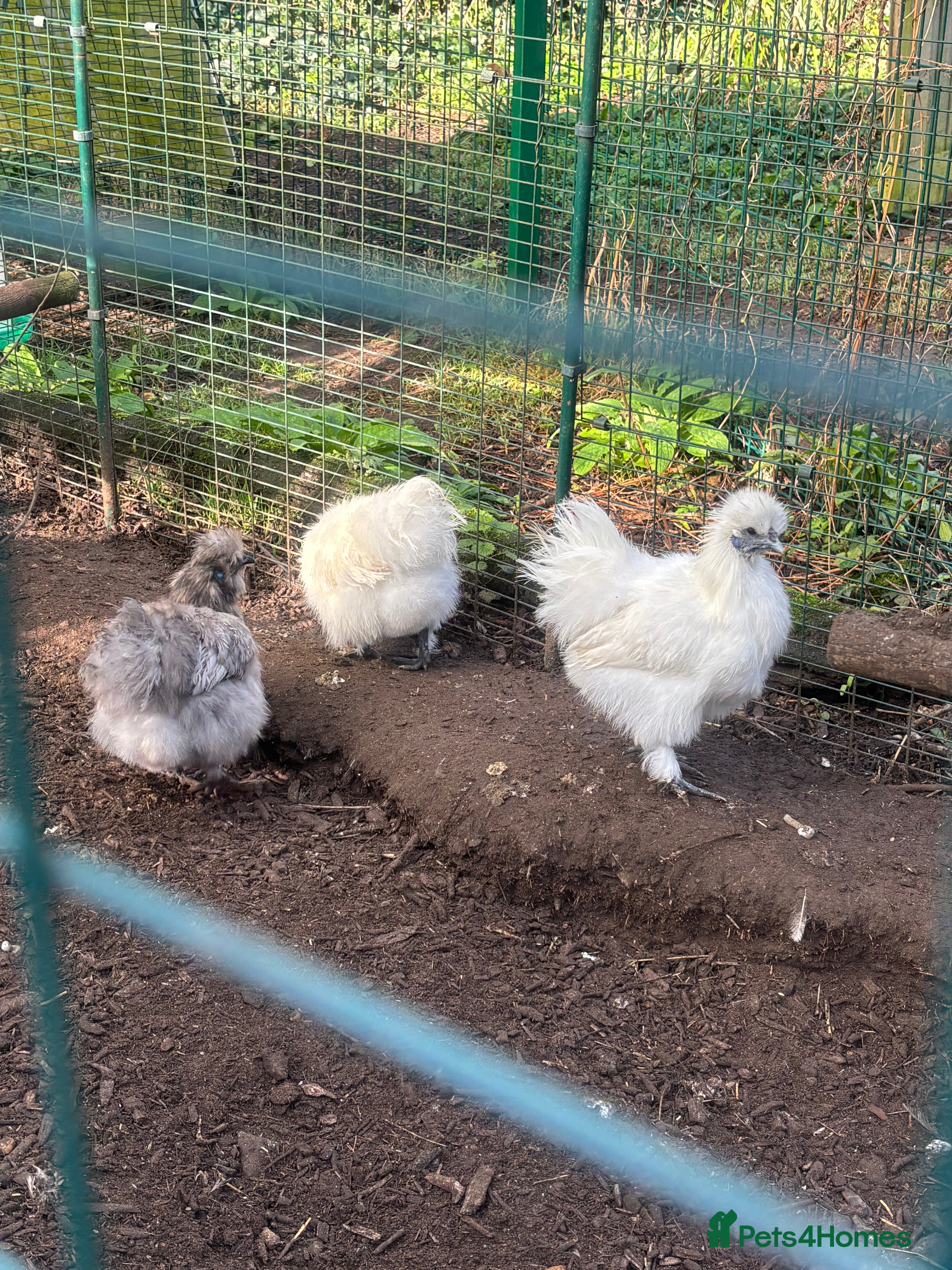 Chickens poultry Silkies , Serama hatching eggs and more - Advert 12