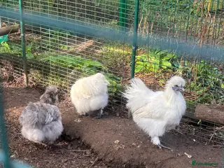 Chickens poultry Silkies , Serama hatching eggs and more - Advert 12
