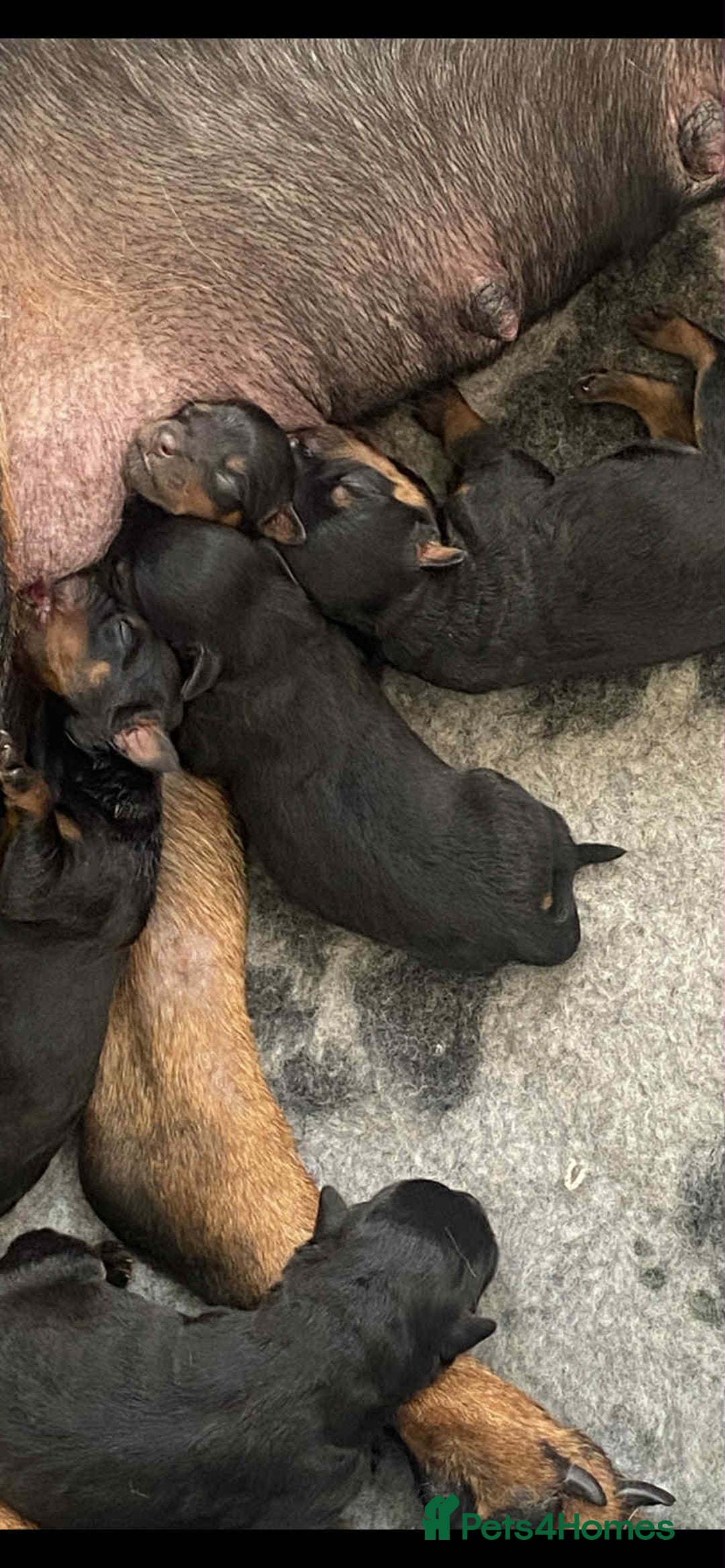 Rottweiler dogs for sale: Rottweiler puppies - Image 5