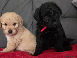 Jackapoo dogs F1 Jackapoo puppies - Advert 3