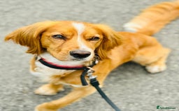 Cocker Spaniel dogs for sale: Beautiful, healthy and loving 2-year-old Cocker.  - Advert 3