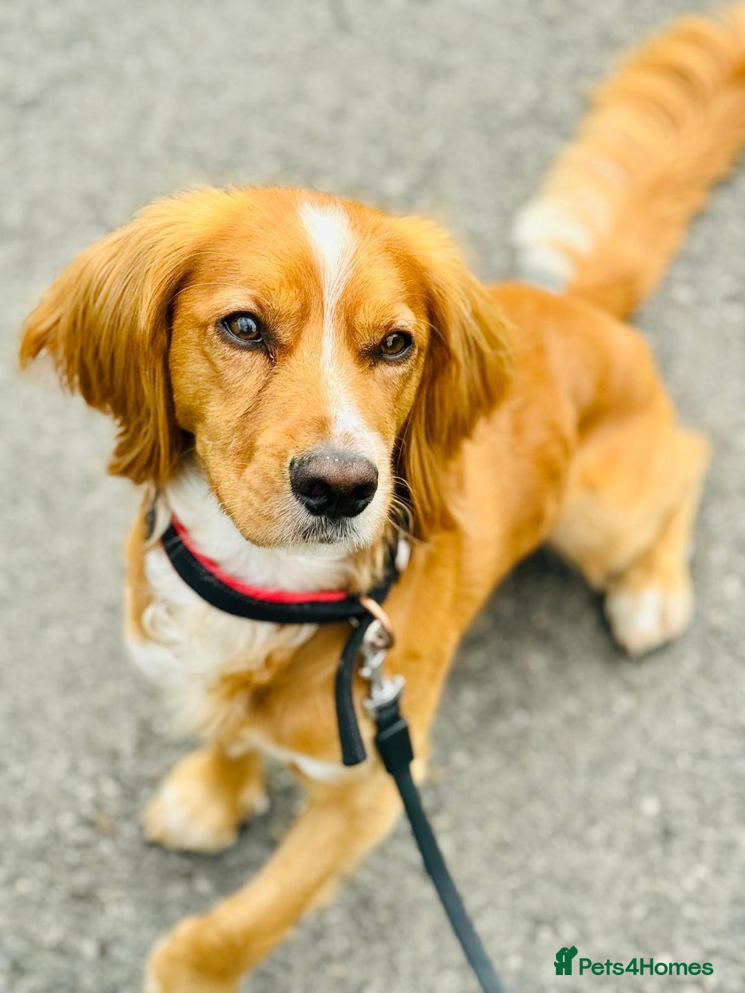 Cocker Spaniel dogs for sale: Beautiful, healthy and loving 2-year-old Cocker.  - Advert 3