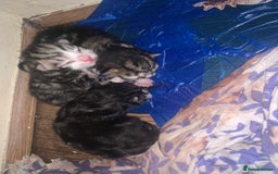 Abyssinian cats for sale: 3 kittens and the mother  - Image 1