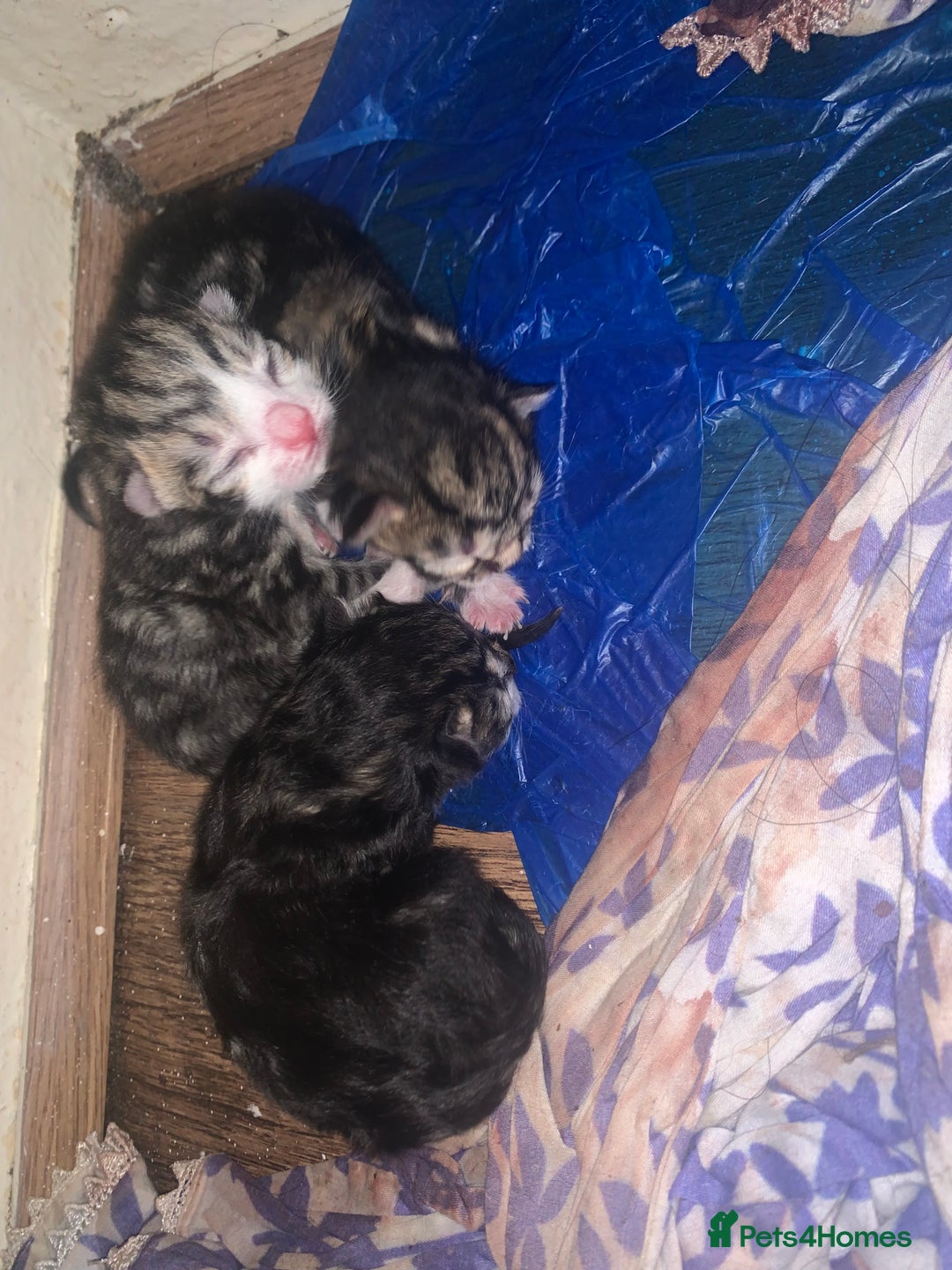 Abyssinian cats for sale: 3 kittens and the mother  - Image 1