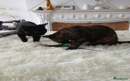 Bombay cats for sale: Three precious female kittens - Image 8