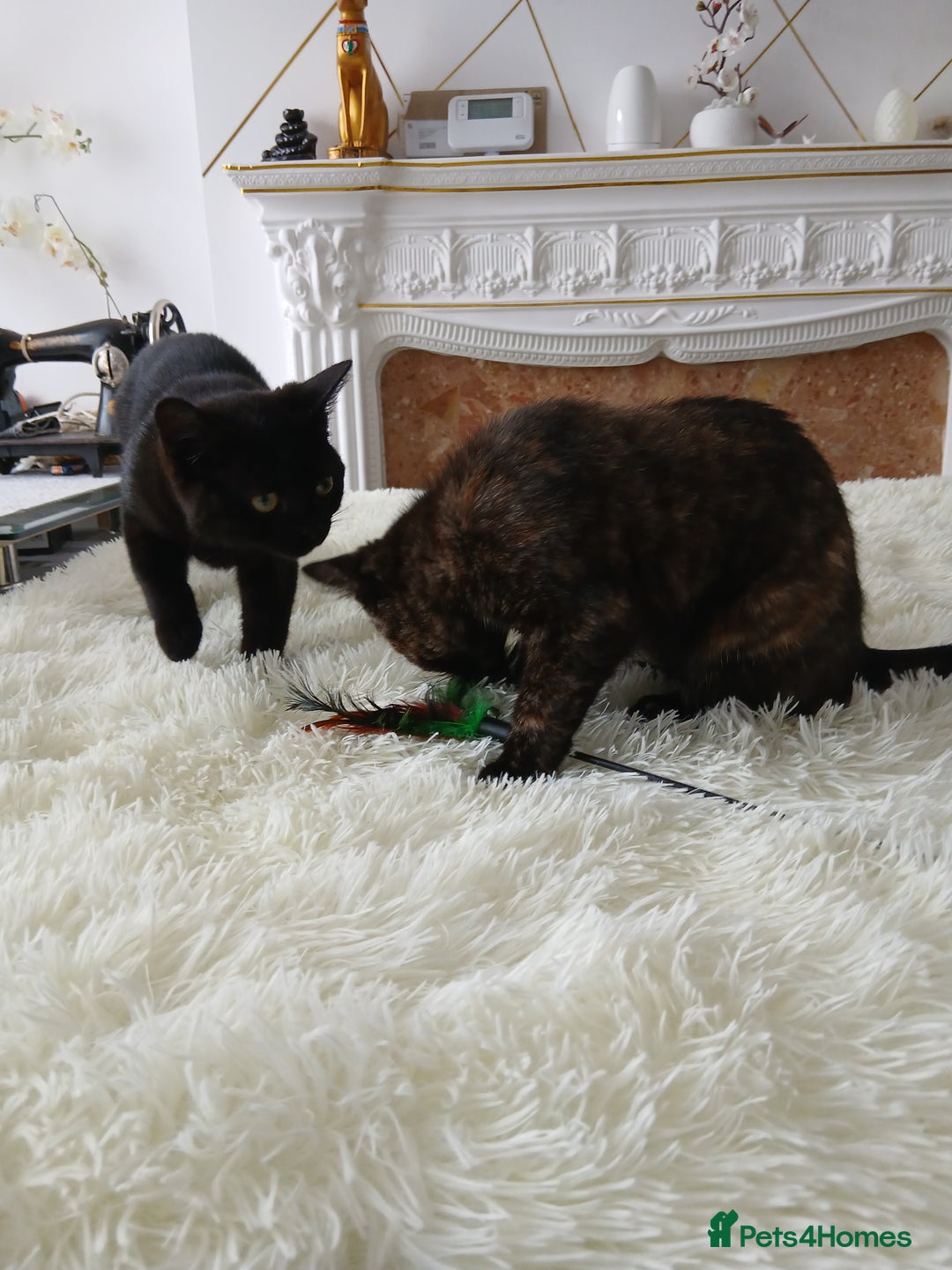 Bombay cats for sale: Three precious female kittens - Image 8