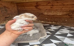 Mini Lop rabbits for sale: Mini Lops & Mini Lion Lops. Separate litters - Image 17