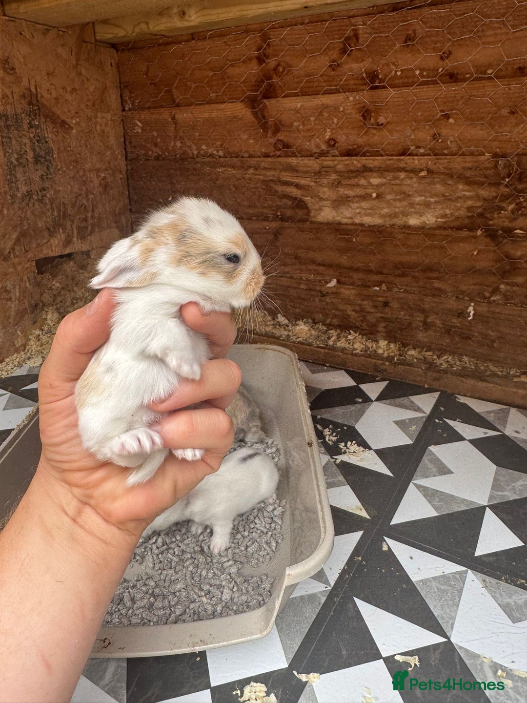 Mini Lop rabbits for sale: Mini Lops & Mini Lion Lops. Separate litters - Image 17