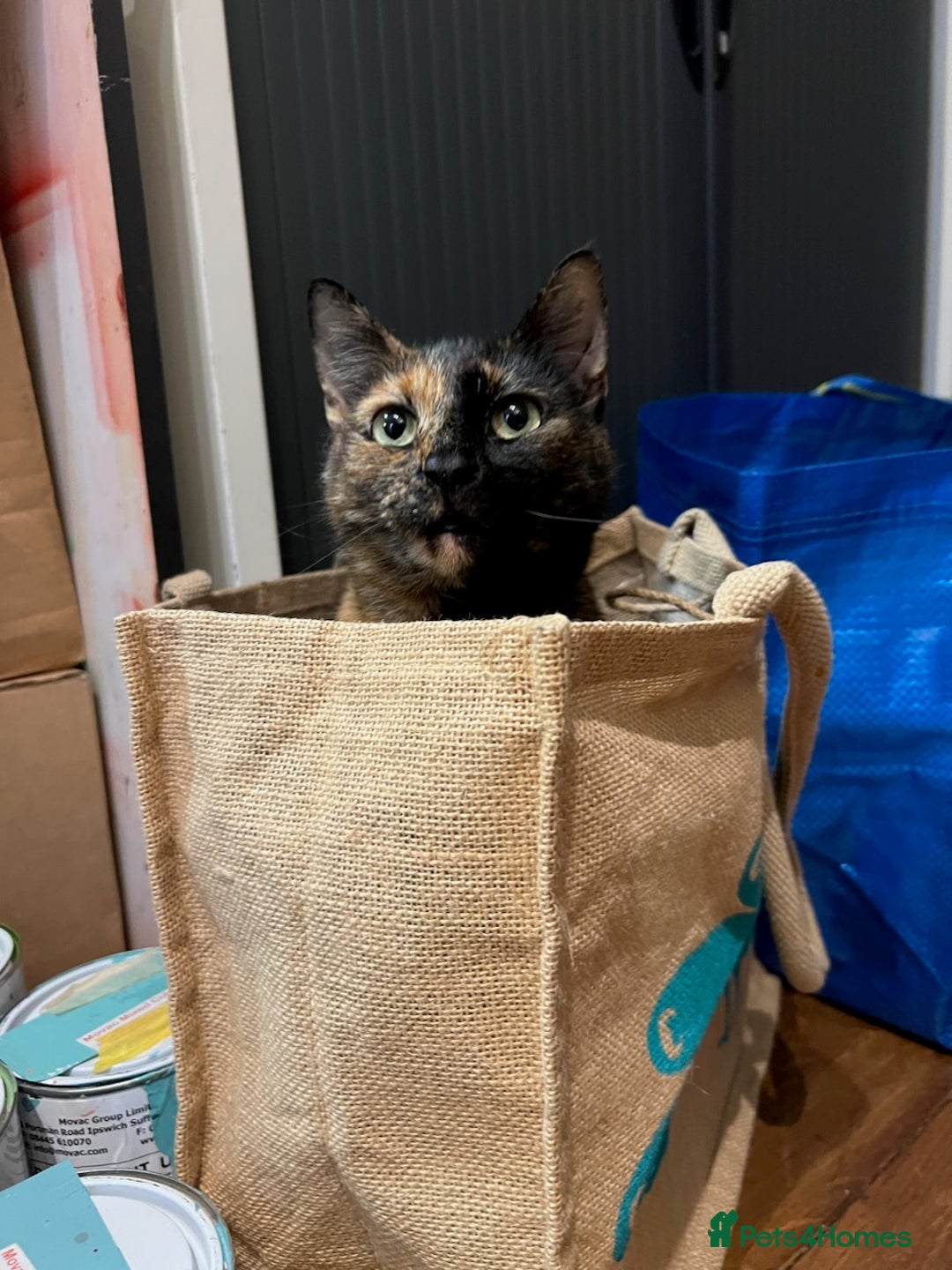 Domestic Shorthair cats for sale: Lovely tempered independent Tortoiseshell   - Advert 1