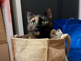 Domestic Shorthair cats Lovely tempered independent Tortoiseshell - Advert 8