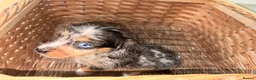 Miniature Dachshund dogs for sale: Wired dachund puppies  - Advert 8