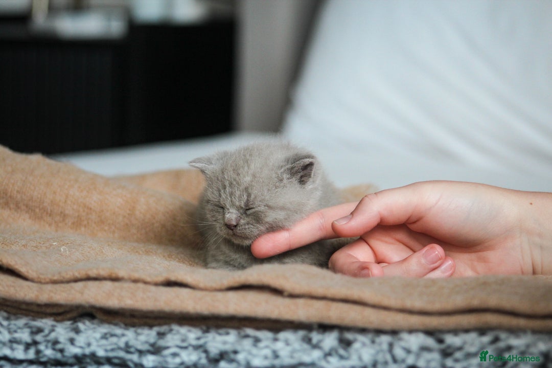 British Shorthair cats for sale: 🩶🐈🐾 Stunning BSH Kittens 🩶🐈🐾 - Image 22