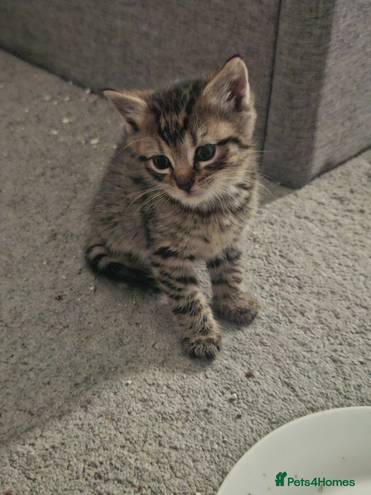 Mixed Breed cats Tabby kitten  - Advert 1