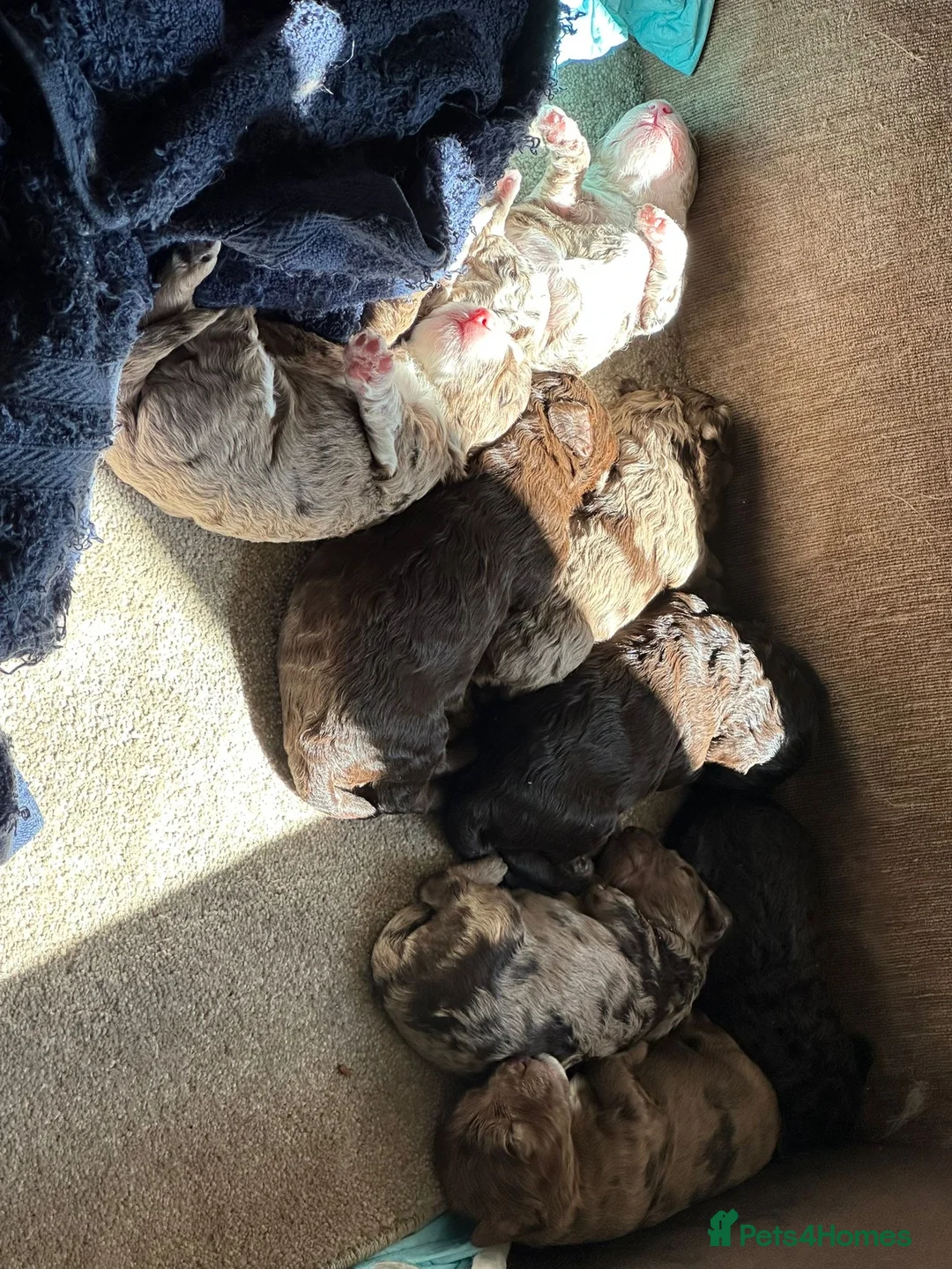 Cockapoo dogs for sale: 🐾❤️F1b Pups For Sale PRA clear🐾❤️ - Advert 2