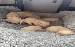 Chihuahua dogs for sale: Double chocolate platinum baby’s  - Image 17