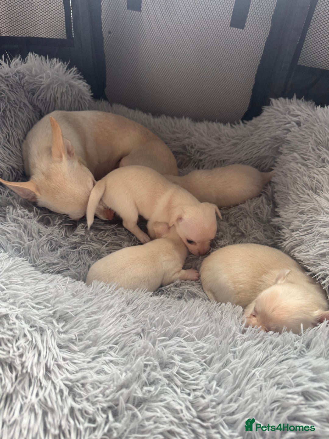 Chihuahua dogs for sale: Double chocolate platinum baby’s  - Image 17