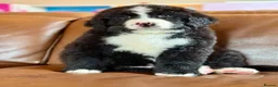 Mixed Breed dogs for sale: Labernese puppies for sale - Advert 7