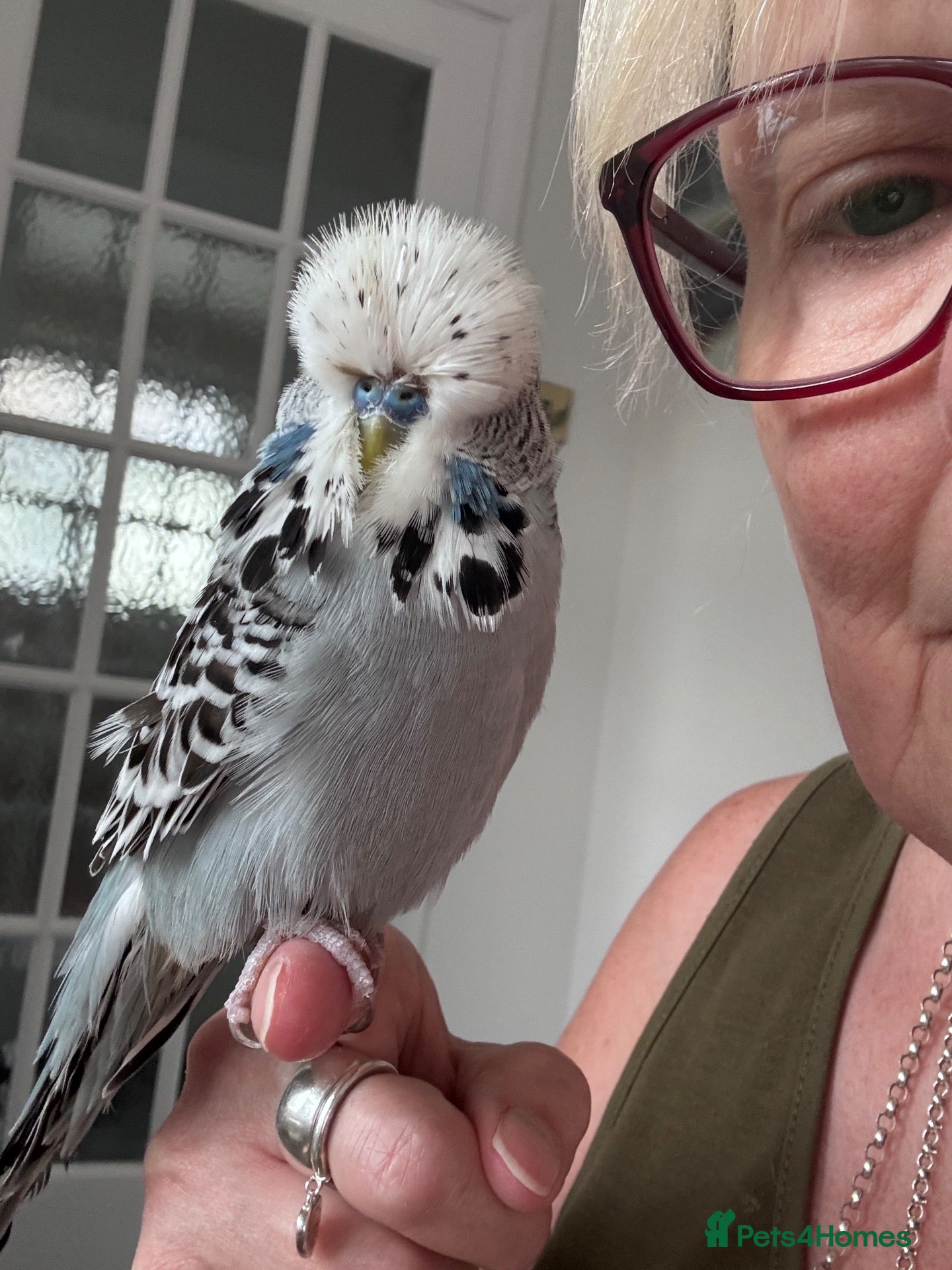 Budgerigars birds Super Tame Male Exhibition Budgie & Cage - Advert 1