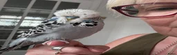Budgerigars birds for sale: Super Tame Male Exhibition Budgie & Cage - Advert 1