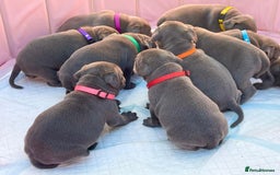 Staffordshire Bull Terrier dogs for sale: STUNNING CHAMPION BRED LITTER - Image 2