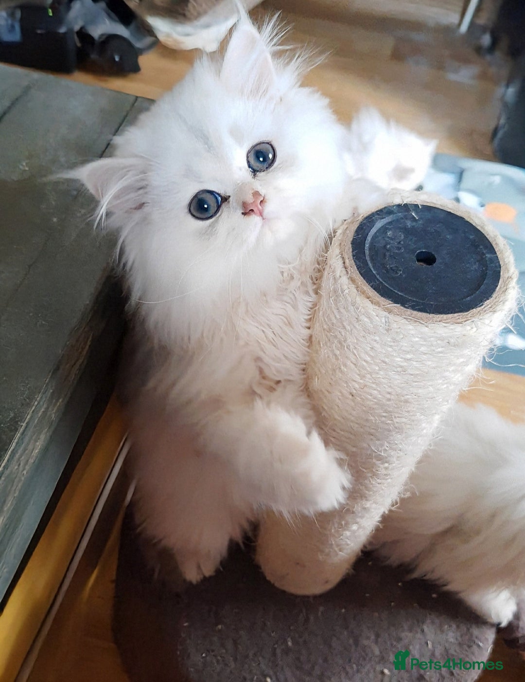 Persian cats for sale: 🐤White shaded gold/silver kittens ready to go - Advert 6