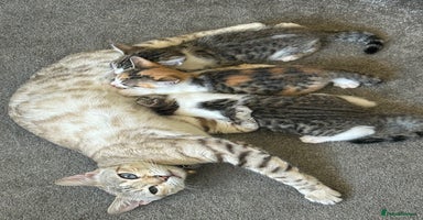 Bengal cats - Advert 12